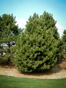 Сосна Чёрная (Pinus Nigra) купить по цене от 270.00р. в интернет-магазине «Посадика» с доставкой почтой в в Менделеевске и по всей России – [изображение №1].