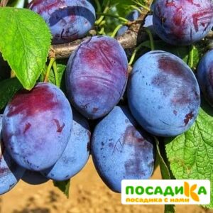 Слива Чачакская ранняя купить по цене от 229.00р. в интернет-магазине «Посадика» с доставкой почтой в в Менделеевске и по всей России – [изображение №1].