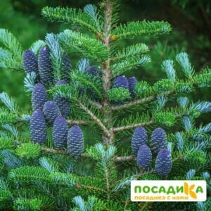 Пихта корейская (Abies koreana) купить по цене от 450.00р. в интернет-магазине «Посадика» с доставкой почтой в в Менделеевске и по всей России – [изображение №1].