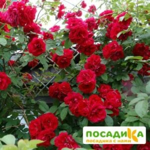 Роза плетистая Амадеус купить по цене от 399.00р. в интернет-магазине «Посадика» с доставкой почтой в в Менделеевске и по всей России – [изображение №1].