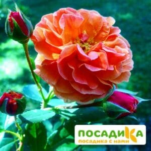 Роза Арабия купить по цене от 350.00р. в интернет-магазине «Посадика» с доставкой почтой в в Менделеевске и по всей России – [изображение №1].