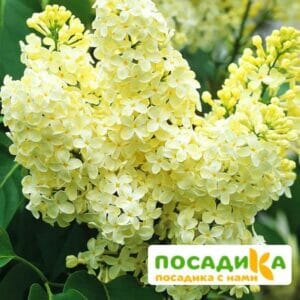 Сирень Примроуз (Primrose) купить по цене от 529.00р. в интернет-магазине «Посадика» с доставкой почтой в в Менделеевске и по всей России – [изображение №1].