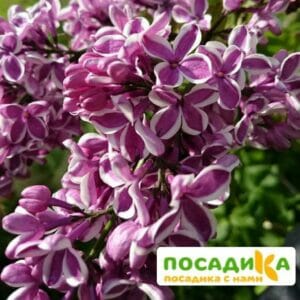 Сирень Сенсация купить по цене от 529.00р. в интернет-магазине «Посадика» с доставкой почтой в в Менделеевске и по всей России – [изображение №1].