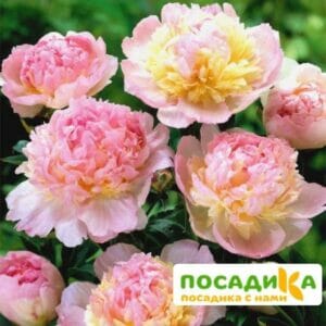 Пион Распберри Сандей (Paeonia Raspberry Sundae) купить по цене от 959р. в интернет-магазине «Посадика» с доставкой почтой в в Менделеевске и по всей России – [изображение №1].