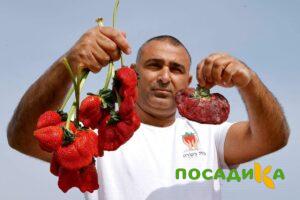 Клубника Гигант Джорнея купить по цене от 266р. в интернет-магазине «Посадика» с доставкой почтой в в Менделеевске и по всей России – [изображение №1].