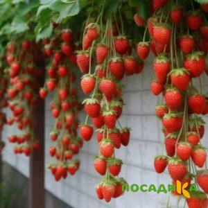 Клубника вьющаяся Комплимент купить по цене от 470р. в интернет-магазине «Посадика» с доставкой почтой в в Менделеевске и по всей России – [изображение №1].