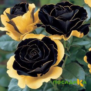 Роза Ханни Сикл купить по цене от 700р. в интернет-магазине «Посадика» с доставкой почтой в в Менделеевске и по всей России – [изображение №1].