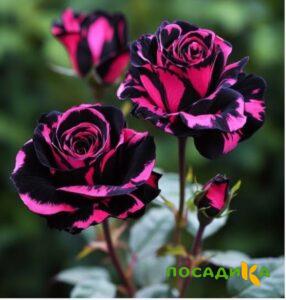 Роза Багровый Шепот купить по цене от 366р. в интернет-магазине «Посадика» с доставкой почтой в в Менделеевске и по всей России – [изображение №1].