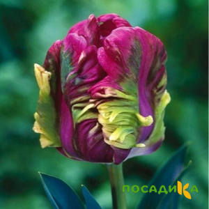 Тюльпан Экзотик Хэвен купить по цене от 186р. в интернет-магазине «Посадика» с доставкой почтой в в Менделеевске и по всей России – [изображение №1].