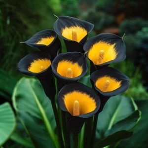 Калла Легато купить по цене от 620р. в интернет-магазине «Посадика» с доставкой почтой в в Менделеевске и по всей России – [изображение №1].