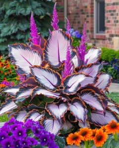 Хоста Кримэн Дрим купить по цене от 549р. в интернет-магазине «Посадика» с доставкой почтой в в Менделеевске и по всей России – [изображение №1].