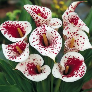 Калла Эмпайр купить по цене от 302р. в интернет-магазине «Посадика» с доставкой почтой в в Менделеевске и по всей России – [изображение №1].