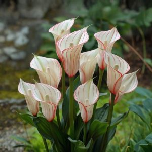 Калла Глейшер купить по цене от 299р. в интернет-магазине «Посадика» с доставкой почтой в в Менделеевске и по всей России – [изображение №1].