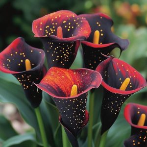 Калла Нуар купить по цене от 299р. в интернет-магазине «Посадика» с доставкой почтой в в Менделеевске и по всей России – [изображение №1].