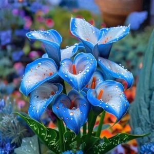 Калла Портрейт купить по цене от 292р. в интернет-магазине «Посадика» с доставкой почтой в в Менделеевске и по всей России – [изображение №1].