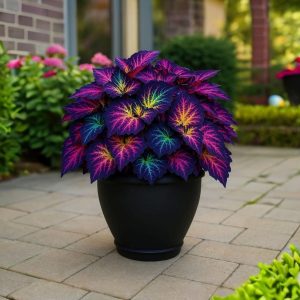 Хоста Фрости Блю купить по цене от 389р. в интернет-магазине «Посадика» с доставкой почтой в в Менделеевске и по всей России – [изображение №1].