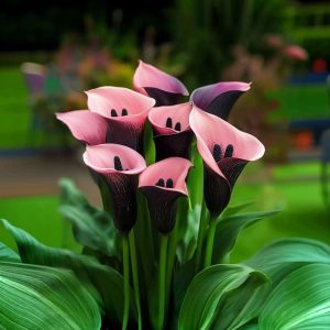 Калла Энигма купить по цене от 291р. в интернет-магазине «Посадика» с доставкой почтой в в Менделеевске и по всей России – [изображение №1].