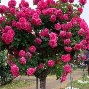 Роза Версаля купить по цене от 232р. в интернет-магазине «Посадика» с доставкой почтой в в Менделеевске и по всей России – [изображение №1].