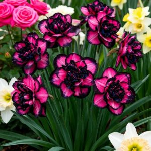 Нарцисс Золотая Корона купить по цене от 2000р. в интернет-магазине «Посадика» с доставкой почтой в в Менделеевске и по всей России – [изображение №1].