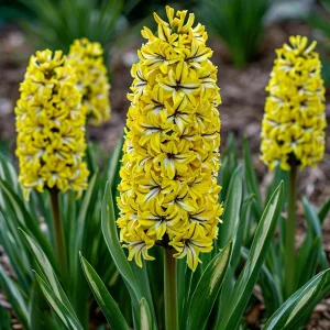 Гиацинт Сансет Голд купить по цене от 2099р. в интернет-магазине «Посадика» с доставкой почтой в в Менделеевске и по всей России – [изображение №1].