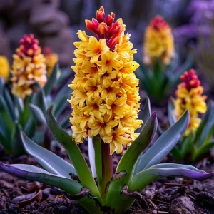 Гиацинт Миднайт Мистери купить по цене от 2099р. в интернет-магазине «Посадика» с доставкой почтой в в Менделеевске и по всей России – [изображение №1].