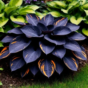 Хоста Умбра купить по цене от 349р. в интернет-магазине «Посадика» с доставкой почтой в в Менделеевске и по всей России – [изображение №1].