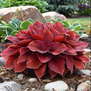 Хоста Рэд Эйнджл купить по цене от 549р. в интернет-магазине «Посадика» с доставкой почтой в в Менделеевске и по всей России – [изображение №1].